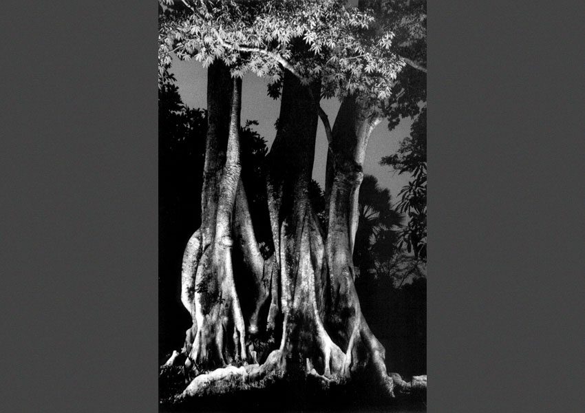 arbres sacrés du Sénégal,1986