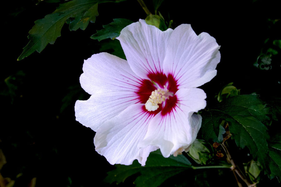 Hibiscus Altea blanc