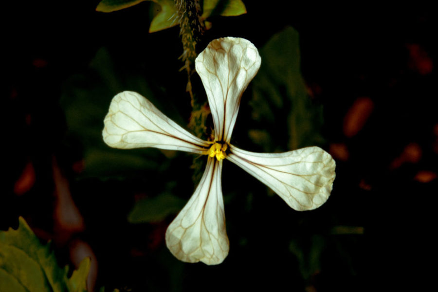 Roquette cultivée