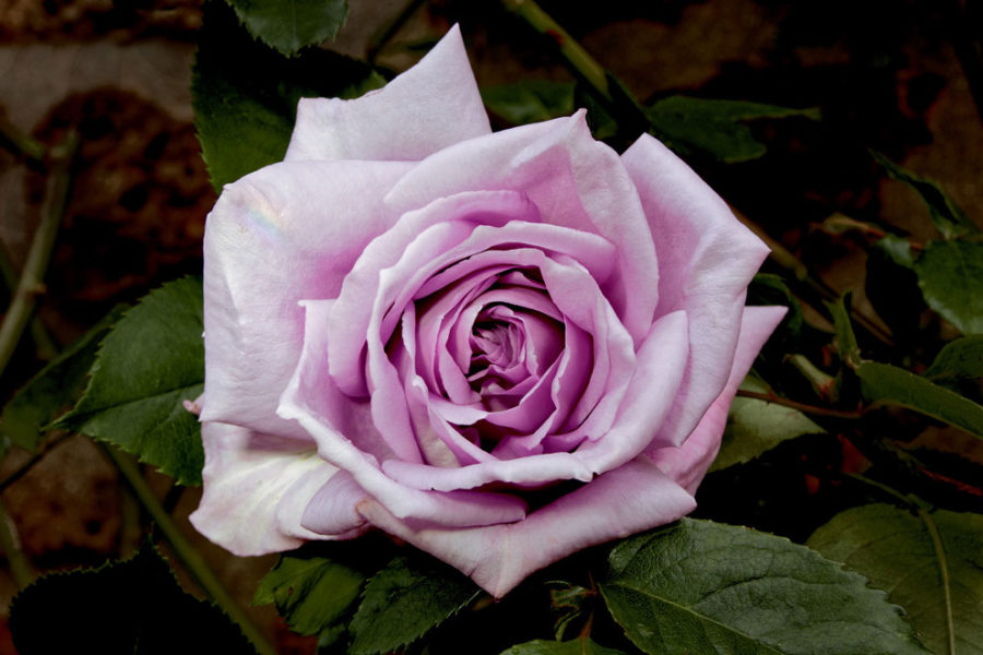 Rose Charles de Gaulle