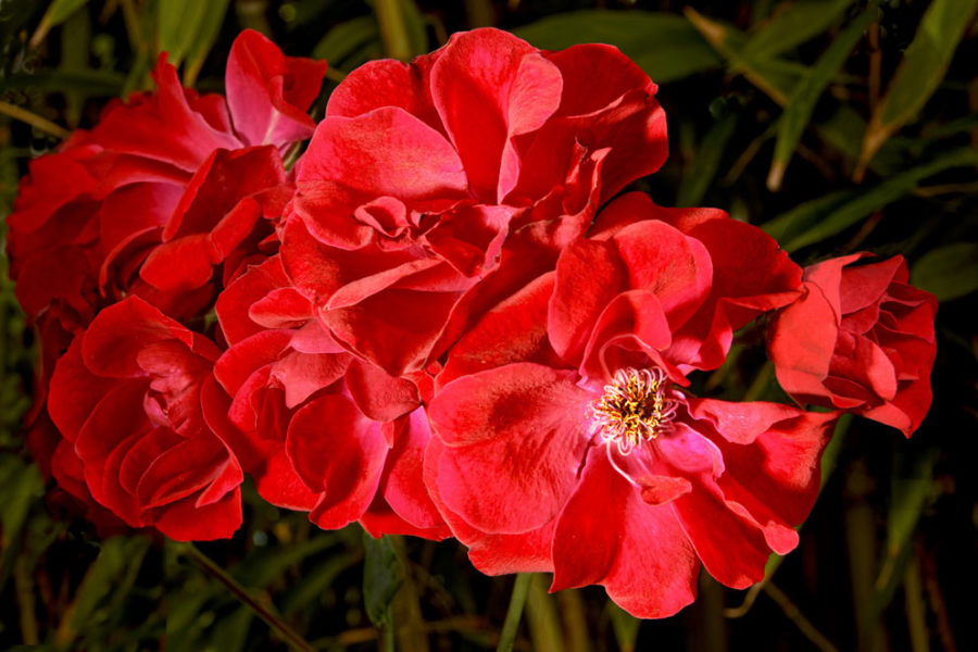 Rose Cinnamomea